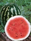  25  Crimson Sweet Watermelon,Seeds Non-GMO  - £8.69 GBP