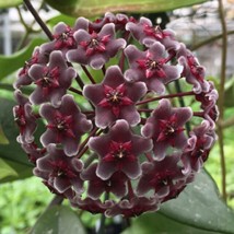 Long Hoya Krinkle8 live plant, ,Hoya Carnosa Krinkle 8 in 4&quot; Pot - £16.20 GBP