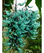 Heirloom Jade Vine &#39;Strongylodon Macrobotrys&#39; Flower, 5 Seeds D - $16.35