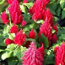 Celosia Plumosa Glitters Scarlet 25 Seeds - £8.65 GBP