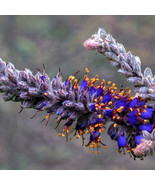 PSA Amorpha Canescens Leadplant Blue Violet Flower Fast Grow - $766.59 MXN