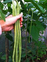 Best 190 Yard Long Bean Seeds Asian Chinese Long Bean Heirloom Non Gmo Fresh - $40.11