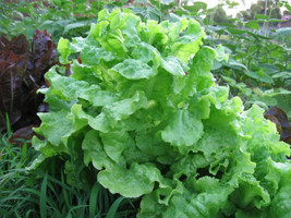 HeirloomSupplySuccess 100 Heirloom Lettuce grand rapids seeds - £2.23 GBP