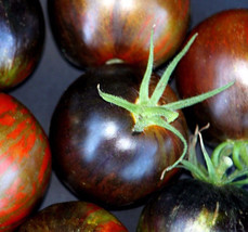 Cosmic Eclipse Tomato Seeds For 800 Kinds Of Seeds Fresh Garden Usa Seller - £8.52 GBP