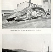 Shore Station Humpback Butchery 1926 Nautical Antique Print Whale Huntin... - $19.99