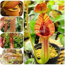 35 Seeds Venus Flytrap Seeds (100 % survival) Nepenthes Seeds - £23.10 GBP