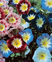 25 + Enseña Mezcla Ipomea Japonesa Semillas de Flor/Flores Perennes/Conv... - £11.85 GBP
