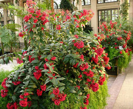 Starter Plant Cestrum Newellii Red Aka Hummingbird Plant Or Red Jasmine - £40.75 GBP