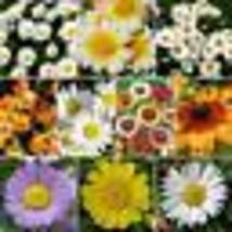 400 Seeds!! DAISY CRAZY Flower Mix 10 Varieties Painted Shasta &amp; more! Non-GMO - £9.65 GBP