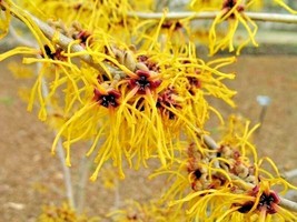 10 Barnstadt Gold Witch Hazel Seeds Hamamelis X Intermedia - £10.44 GBP