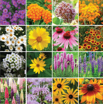 From Usa Wildflower Mix Northeast All Perennial Heirloom Usa 16 Species Non-GMO - £3.18 GBP