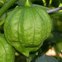 SHIP FROM US 1,000 mg ~ 400 Seeds - Toma Verde Tomatillo Seeds - Non-GMO, TM11 - £15.07 GBP