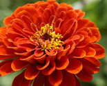 Florist Choice Zinnia  Elegans Orange King 25 Seeds - $8.99