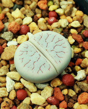 Lithops Gracilidelineata, Living Stones Exotic Ice Plant Rare Seed 15 Seeds - $8.99