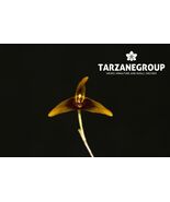 MASDEVALLIA PLANTAGINEA MINIATURE ORCHID MOUNTED - $65.00