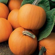 USA Seller 25 Pumpkin Seeds Pumpkins Orange Smoothie Small Pumpkin Vegetable See - $18.79