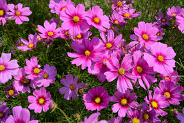 Sale 300 Seeds Gloria Cosmos Bipinnatus 2 Tone Pink Flower  USA - £7.91 GBP