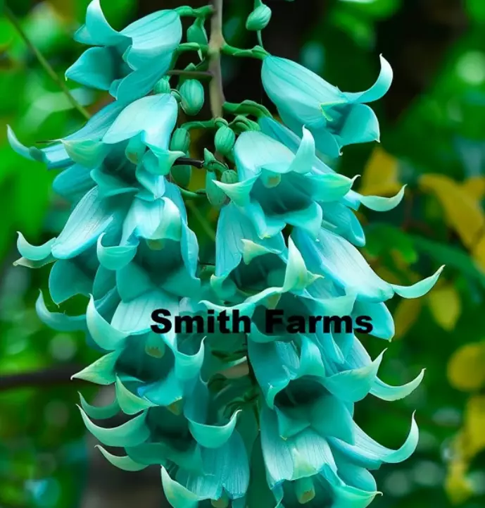 USA SELLER 25 Seeds Jade Vine Flowers Strongylodon Macrobotrys Fast Ship... - $15.25