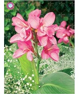 Colour Canna Lily Seed Plant Seed Flower Plant Wonderful Foliage Potted ... - $6.29