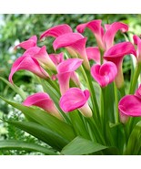 PSA Calla Garnet Glow 3 Plant Bulbs Tropical Summer Flower Fast Growing - $817.69 MXN