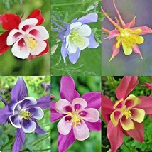 BPA 200 Seeds Columbine Mix Seeds Perennial Native Wildflower Shade Garden Conta - £7.10 GBP