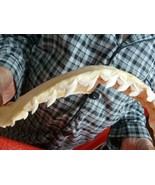 (sj470-99) 16&quot; Tiger SHARK jaw sharks jaws t**th Galeocerdo taxidermy sc... - £1,144.63 GBP