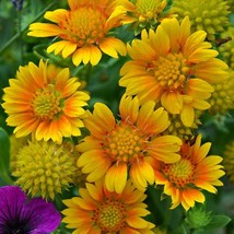 Gaillardia Grandiflora Arizona Apricot Blanket Flower 25 Flower Seeds Gardening  - £9.41 GBP