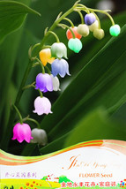 1 Professional Pack, approx 10 Seeds / Pack, Convallaria Majalis Colorful Lily o - £4.26 GBP