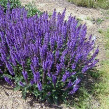 10 Wholesale Perennial Salvia &#39;Blue by You&#39; Sage-Meadow Plants Flowers H... - £54.27 GBP