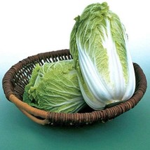 Napa Michihili Cabbage Seeds Fresh USA Shipping - £6.29 GBP