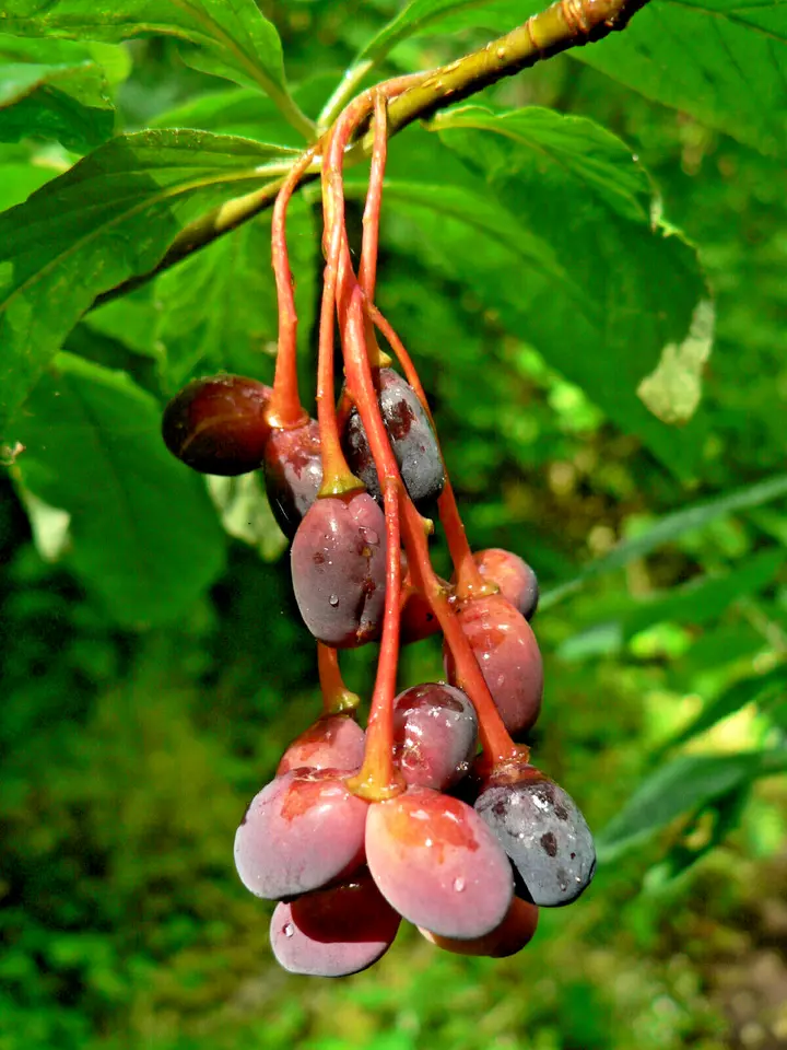 10 Indian Plum Seeds Fast-Growing Edible Fruit Shrub Oso Berry USA Seller - $8.78