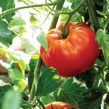 Rutgers Tomato Seeds Organic Gardening USA Shipping - £7.71 GBP