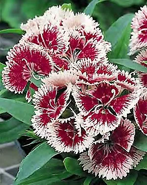 Dianthus Ideal Select Cherry Picotee 250 seeds - £26.03 GBP