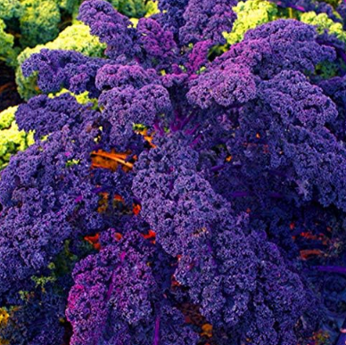 Organic Purple Scarlet Kale Heirloom Vegetables Seed Rare - $16.99