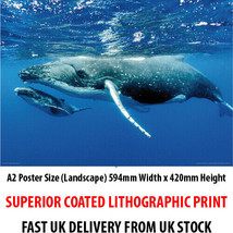 Humpback Whale and Calf Scene A2 Poster Print 59cmx42cm BLPA2P39 - £6.22 GBP