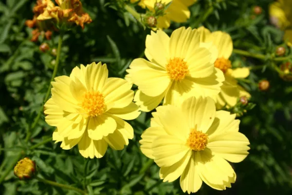 Cosmos Yellow Only All Yellow Tall Flowers Sulpher 90 Seeds Fresh - £7.80 GBP