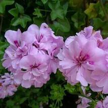 Geranium Light Pinkish White Double Petals, 10 Seeds - £9.55 GBP