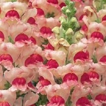 USA Seller 30 Antirrhinum Opus Apple Blossom Snapdragon Fragrant Flower Seeds Fa - £16.61 GBP