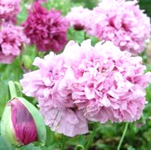 10 Polyphyll Purple Tree Peony Seeds Paeonia Suffruticosa Gardening Beautiful US - $13.00