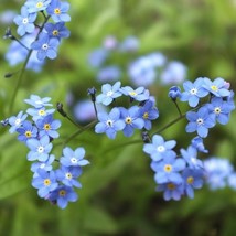 BStore Forget Me Nots Blue Perennial Cut Flowers Spring Blooms Non-Gmo 3... - $8.59