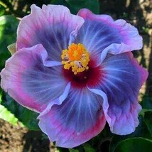 Flower Giant purple Hibiscus Exotic Coral Flowers, 20 Seeds - £9.59 GBP