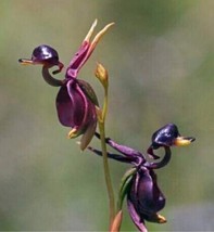 PWO Fresh 200Pcs Flying Duck Orchid Seeds - £5.30 GBP