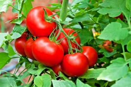 25 Patio Bush Tomato Seeds 36&quot; Plant Vegetable Compact Garden Container - £14.45 GBP
