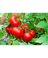 25 Patio Bush Tomato Seeds 36&quot; Plant Vegetable Compact Garden Container - £14.08 GBP