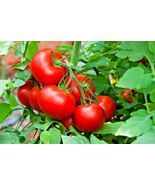 25 Patio Bush Tomato Seeds 36&quot; Plant Vegetable Compact Garden Container - $17.98