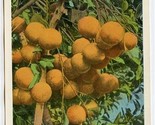 Famous Manchester Oranges Postcard Greetings From Jamaica  - $13.86