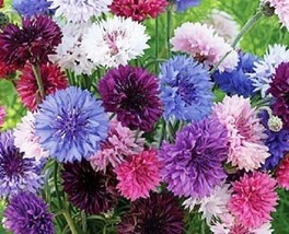 35+ BACHELOR&#39;S BUTTON CORNFLOWER FLOWER SEED MIX LONG LASTING ANNUAL - £7.83 GBP