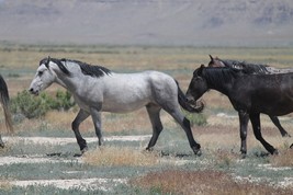 Schleich Toy Horses Sorraia Mustang Stallion 5.9 x 1.4 x 4.7 inch - $6.93