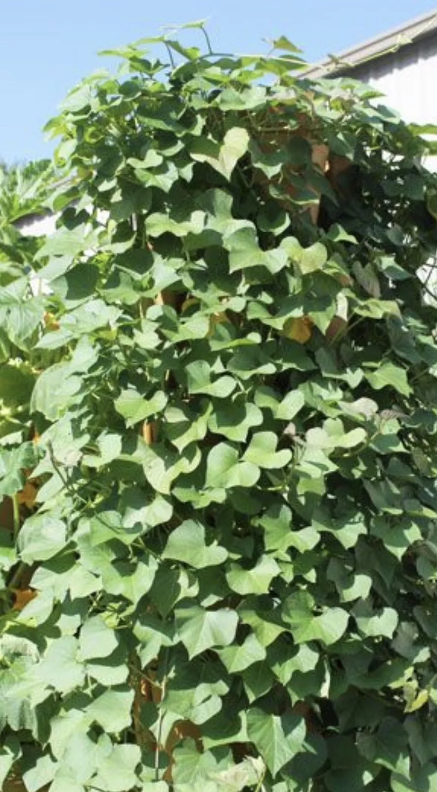 10 Cutting Rooted Sweet Potato Slips Vines Ready To Plant - $41.98