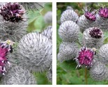 50 Seeds Arctium Lappa Burdock Garden - $34.93